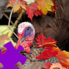 Play this fun little jigsaw puzzle featuring a turkey. Get the fastest time and score higher than everyone else. There are five different difficulty levels to choose from for all skill levels of jigsaw players. Simple has 9 pieces, Easy has 49 pieces, Medium has 100 pieces, Hard has 225 pieces, and Extreme has 225 pieces plus the pieces rotate and have mixed edges.